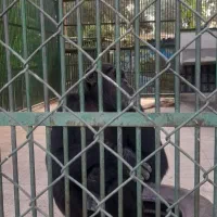 برا فروش اصلی