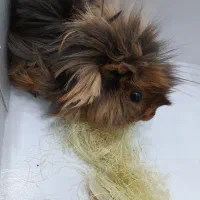 تنها خوکچه باقی مانده نر بالغ با هوش