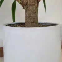 گیاه یوکا، پر و سرحال، لوکس|گل و گیاه طبیعی|قم, بنیاد|دیوار