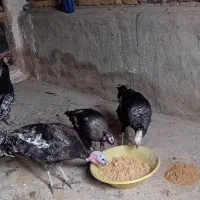 بوغلمون|حیوانات مزرعه|سنقر, |دیوار