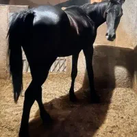 اسب مشکی یکسر