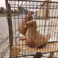 شیبان|پرنده|باوی, |دیوار