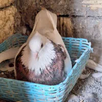 کبوتر طوقی درجه یک|پرنده|پیر بکران, |دیوار