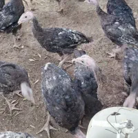 جوجه بوقلمون