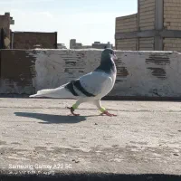 چپ کبود نر جوان کفتر به شرط|پرنده|اقبالیه, |دیوار