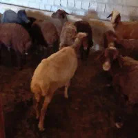 گوسفند و بره
