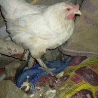 مرغ دیلگونی