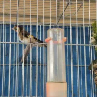 سهره ماده دونسته درجه یک|پرنده|اصفهان, تیران|دیوار