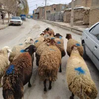 گوسفند آبستن|حیوانات مزرعه|جوانرود, |دیوار