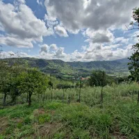 فروش زمین|فروش زمین و ملک کلنگی|لنگرود, |دیوار