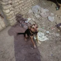 سگ ژرمن|سگ|آبادان, |دیوار