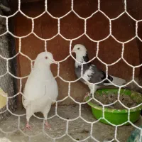 کفتر.بینظیر پشدارآلوچه ای