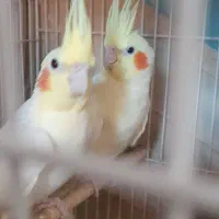 عروس هلندی جفت لوتینو سخنگو