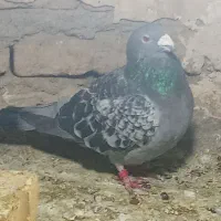 پولک|پرنده|خواف, |دیوار