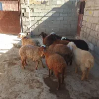 بره نر مادع