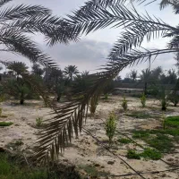 زمین کشاورزی