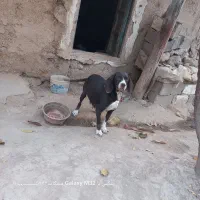 سگ شکاری|سگ|گلی داغ, |دیوار