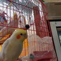 عروس هلندی|پرنده|سمنان, |دیوار