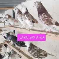 کفتر یکجا|پرنده|قنوات, |دیوار