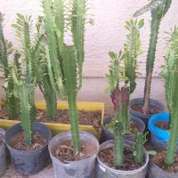 گل افوربیا وسانسوریا|گل و گیاه طبیعی|بوشهر, |دیوار