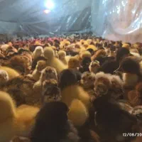 جوجه گلپایگان اصلاح نژاد و جهادی|حیوانات مزرعه|مشهد, رضاشهر|دیوار