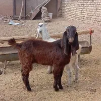 تکه نر افغان