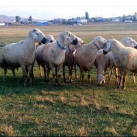 گوسفندعقیقه وقربانی باهرقیمتی