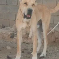 سگ افغانی افغانی|سگ|چناران, |دیوار