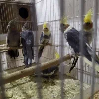 عروس هلندی باجوجه