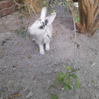 خرگوش نر و ماده|موش و خرگوش|خاش, |دیوار