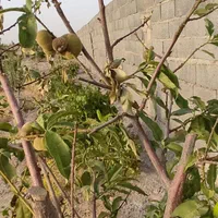 باغچه ۶۰۰ متری|فروش خانه و ویلا|رباط‌کریم, الارد|دیوار