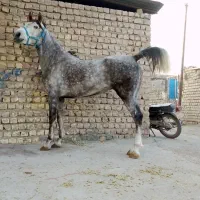 اسب مادیان کرد درجه یک