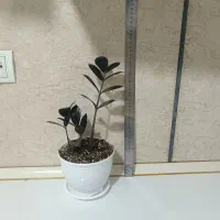 گل.|گل و گیاه طبیعی|مرودشت, مسجد رسول‎|دیوار