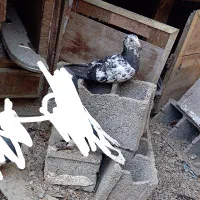 کبوتر دورگ جوانه