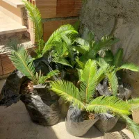 فروش سیکاس ۲پر تا ۵پر