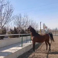 مادیون عرب دوسر|اسب و تجهیزات اسب‌سواری|تهران, استاد معین|دیوار