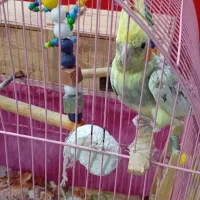 عروس هلندی ماده بالغ