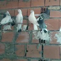 فروش و معاوضه کبوتر|پرنده|سورک, |دیوار