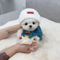 سگ سایزریز|سگ|قم, یزدان‌شهر|دیوار