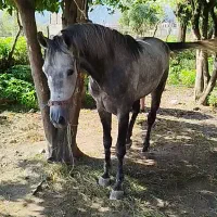 نریان کرد ۴ سال زیبا و درجه یک مخصوص خاص پسندا|اسب و تجهیزات اسبسواری|شاندرمن, |دیوار