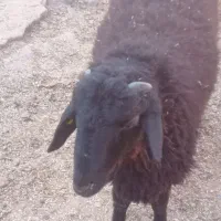 قوچ همو زیگوت دارای ژن چند قلوزایی