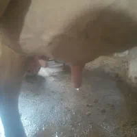 گاوشیری