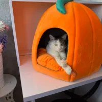 واگذاری گربه DSH|گربه|همدان, |دیوار