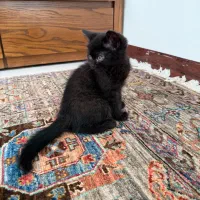 گربه اسکاتیش بریتیش|گربه|پرند, فاز ۴|دیوار