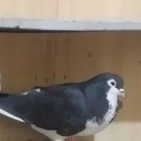 شهری سیاه خوب بزن فوروشی