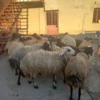 میش جوان