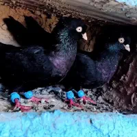 کبوتر زاغ آبادانی