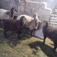 گوسفند،میش،وره مار