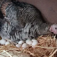 بوقلمون نر و ماده|حیوانات مزرعه|اصفهان, همدانیان|دیوار