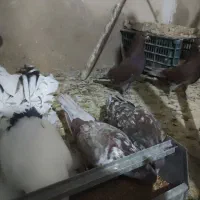 کفتر|پرنده|قم, حاج زینل|دیوار